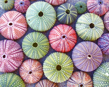 Sea Urchin Shells Jigsaw Puzzle