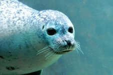 Seal