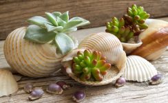 Seashell Succulents