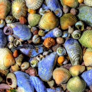 Seashells Jigsaw Puzzle