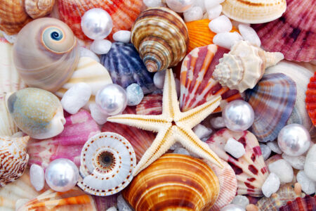 Seashells and Pearls Jigsaw Puzzle