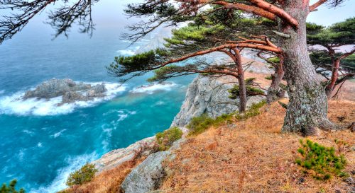 Seaside Cedars Jigsaw Puzzle