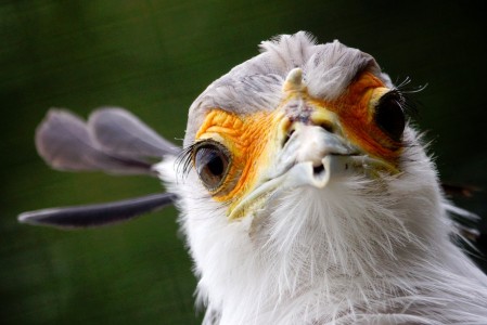 Secretary Bird Jigsaw Puzzle