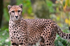 Serious Cheetah