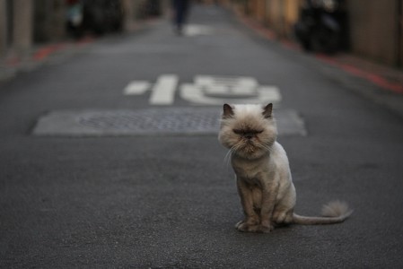 Sheared Cat Jigsaw Puzzle