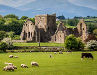 Sheep and Castle