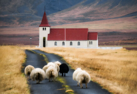 Sheep and Church Jigsaw Puzzle