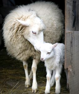 Sheep and Lamb Jigsaw Puzzle