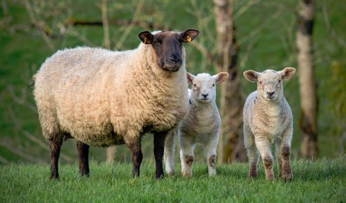 Sheep and Lambs Jigsaw Puzzle
