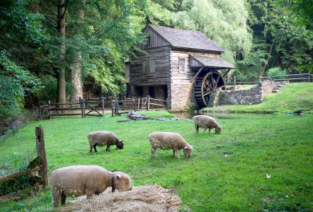 Sheep and Mill Jigsaw Puzzle