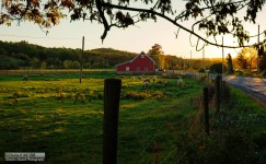 Sheep at Sunset