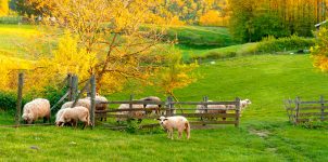 Sheep at the Gate