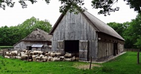 Sheep Barn