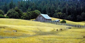 Sheep Farm