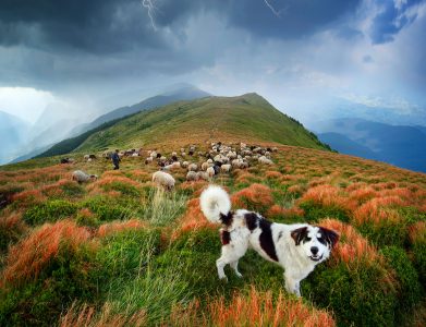 Sheep Herding Jigsaw Puzzle