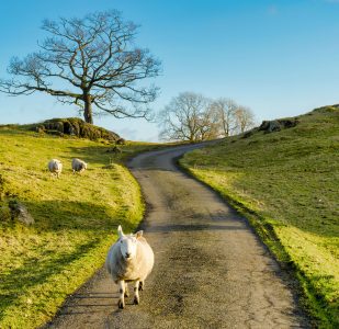 Sheep in the Road Jigsaw Puzzle