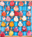 Shell Collection