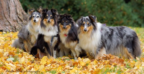 Shelties Jigsaw Puzzle