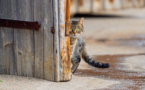 Shy Cat Jigsaw Puzzle