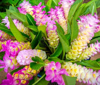 Siam Tulips Jigsaw Puzzle