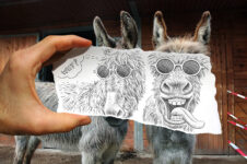 Silly Donkeys