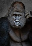 Silverback Gorilla