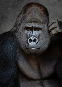 Silverback Gorilla Jigsaw Puzzle