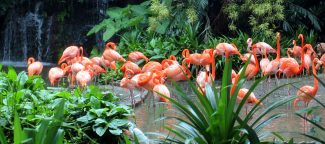 Singapore Flamingos