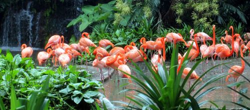 Singapore Flamingos Jigsaw Puzzle