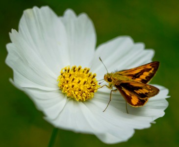 Skipper and the Cosmos Jigsaw Puzzle