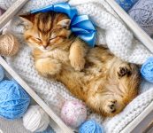 Sleeping in Yarn