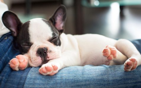 Sleeping Puppy Jigsaw Puzzle