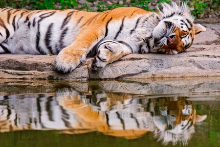 Sleeping Tiger Jigsaw Puzzle