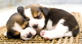 Sleepy Beagles