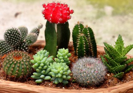 Small Cacti Jigsaw Puzzle