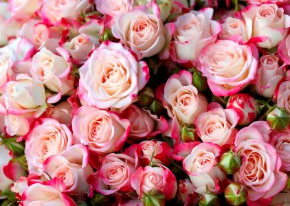 Smell the Roses Jigsaw Puzzle