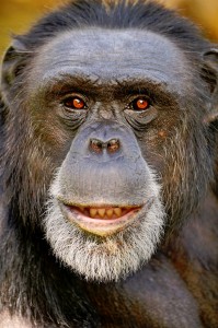 Smiling Chimpanzee Jigsaw Puzzle