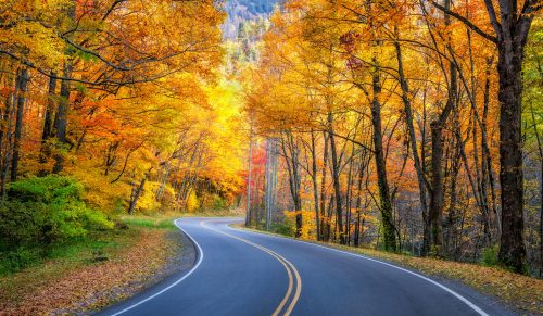 Smokies Foliage Jigsaw Puzzle