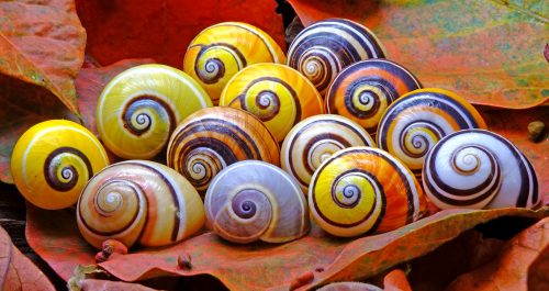 Snail Shells Jigsaw Puzzle