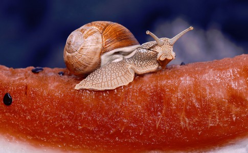 Snail Snack Jigsaw Puzzle