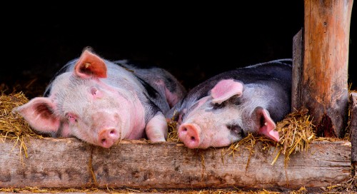 Snoozing Pigs Jigsaw Puzzle