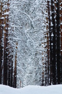 Snow Canopy Jigsaw Puzzle