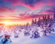 Snow Covered Pines