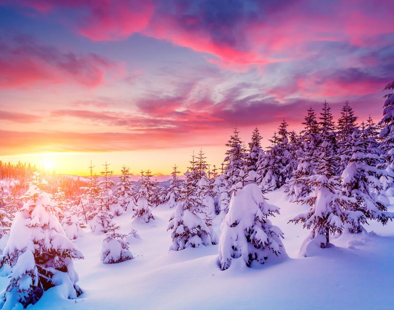 Snow Covered Pines Jigsaw Puzzle