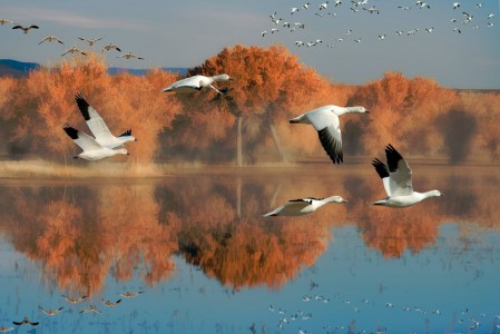 Snow Geese Jigsaw Puzzle