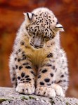 Snow Leopard Cub