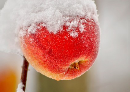 Snowy Apple Jigsaw Puzzle