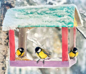 Snowy Bird Feeder