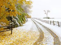 Snowy Drive