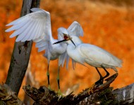 Snowy Egrets